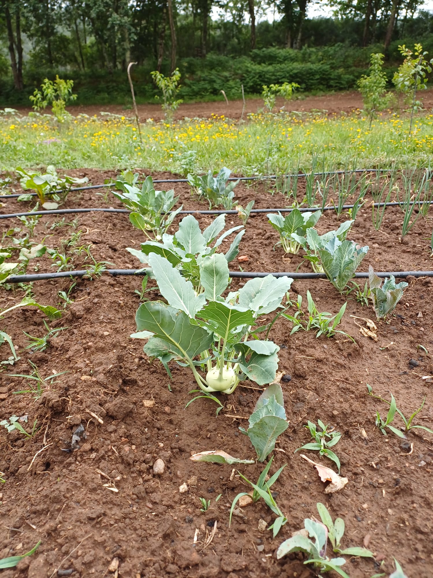 Couve-rábano em flor
