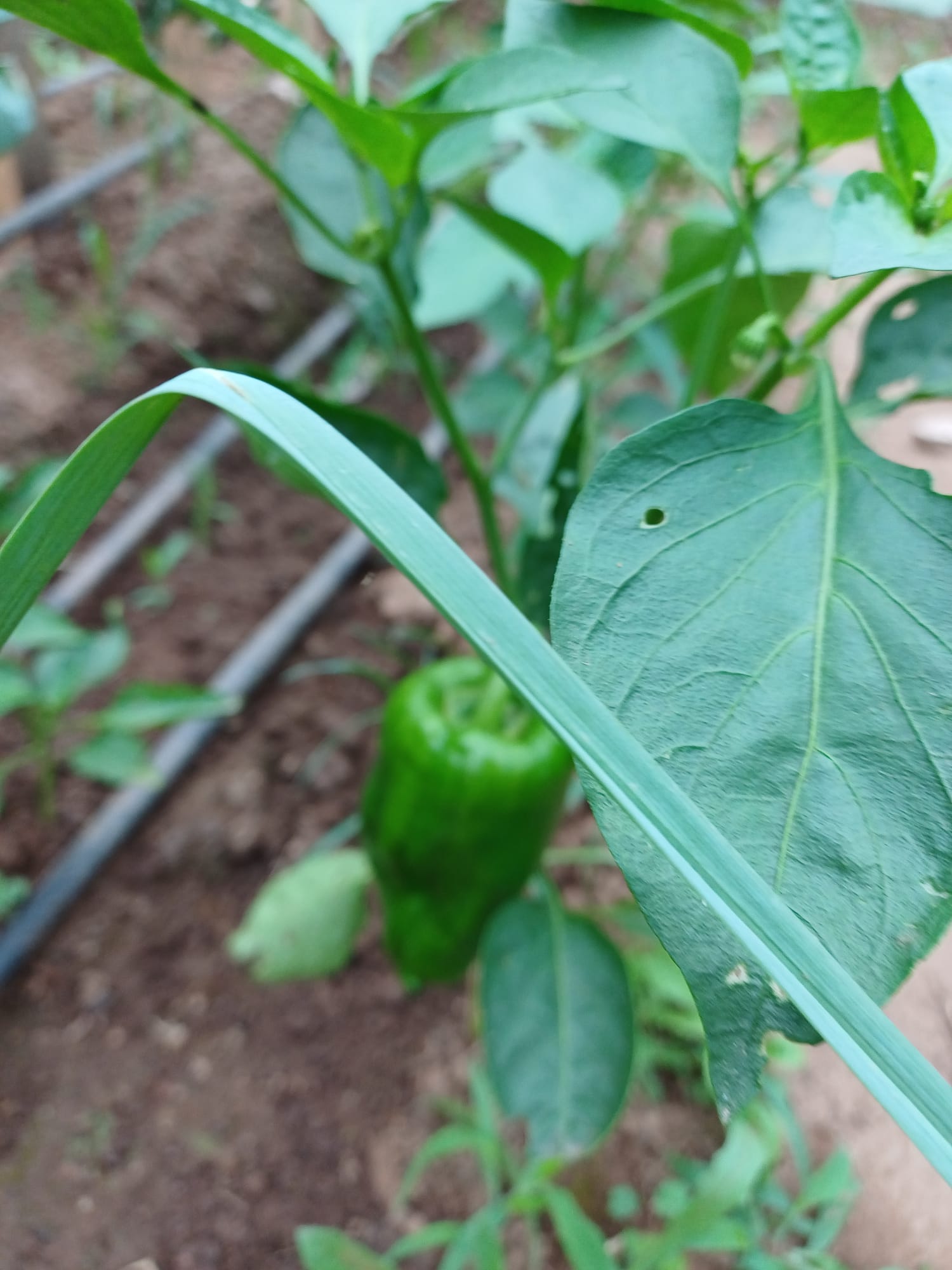 Pimento verde na planta